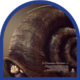 20-memoir of a snail